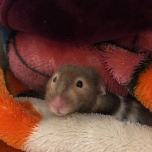 Meet your Posher, Jacqueline